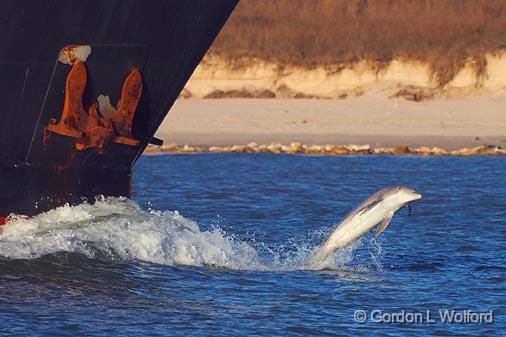 Playing 'Race The Ship'_36164.jpg - or, 'Catch Me If You Can' ;-)Dolphin Swimming Ahead Of A Tanker. This is just so cool to watch.Photographed from along the Gulf coast in Port Aransas, Texas, USA.